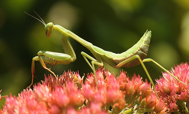 The predator? Could have been this praying mantis. (Photo by Kathy Keatley Garvey)