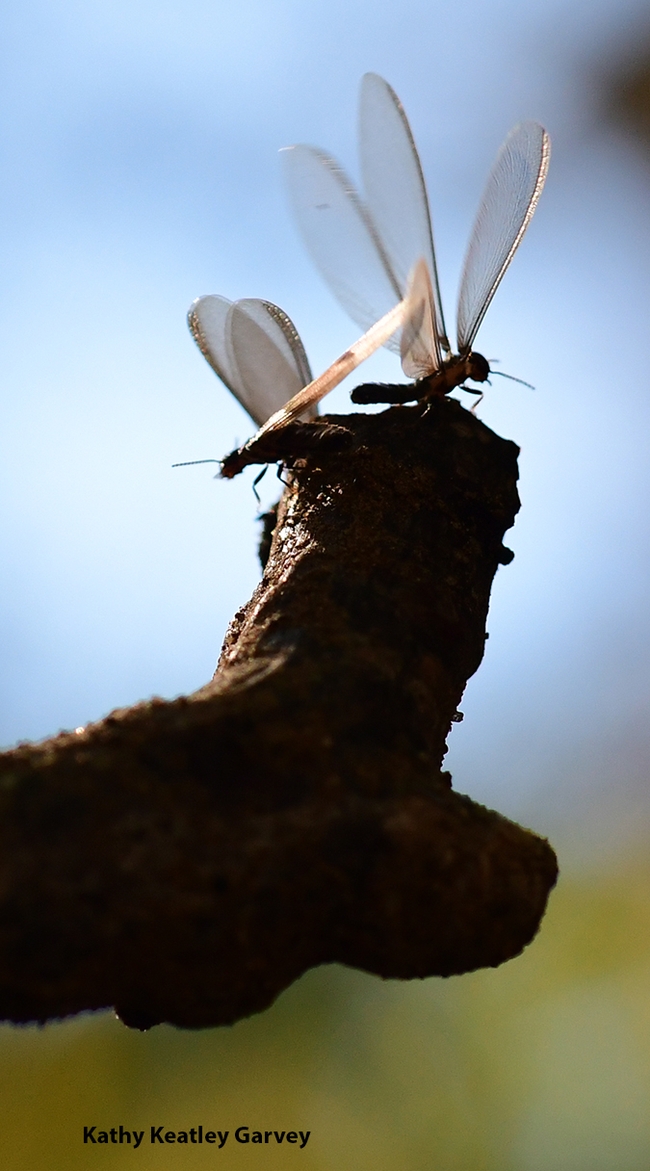 Warming their flight muscles, these winged subterranean termites are ready to fly. (Photo by Kathy Keatley Garvey)