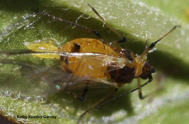 A close-up of an aphid giving birth in a Vacaville pollinator garden. (Photo by Kathy Keatley Garvey)