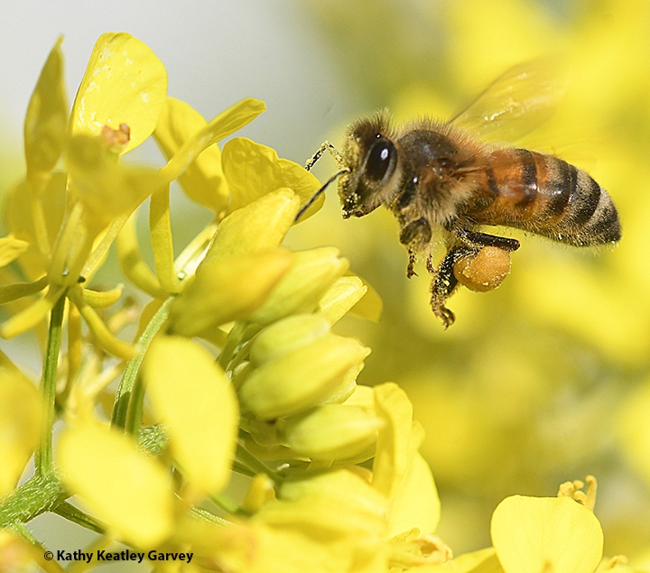Mysterious origins of western honey bees revealed •