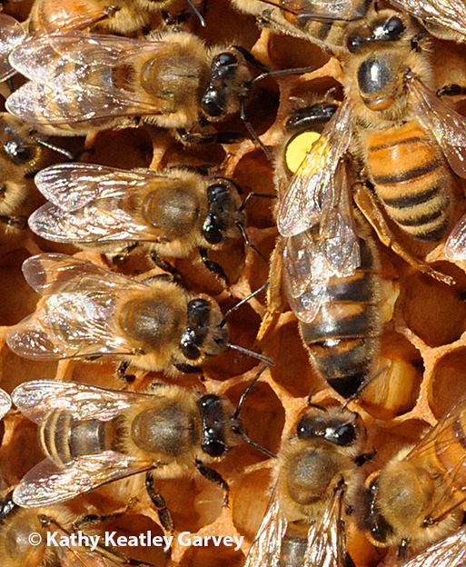 Honey bee and workers. (Photo by Kathy Keatley Garvey)