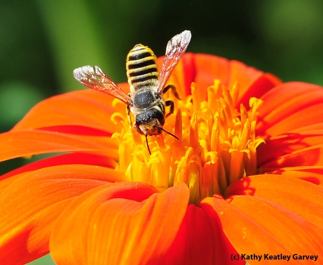 A female leafcutting bee, Megachile fidelis, foraging on a Mexican sunflower, Tithonia rotundifola, in a UC Davis garden. (Photo by Kathy Keatley Garvey)