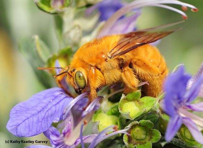 A male Valley carpenter bee,  Xylocopa sonorina, foraging on germander, Teucrium fruitcans. (Photo by Kathy Keatley Garvey)
