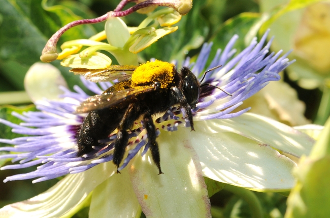 Female Valley carpenter bee visiting a passion flower. (Photo by Kathy Keatley Garvey)