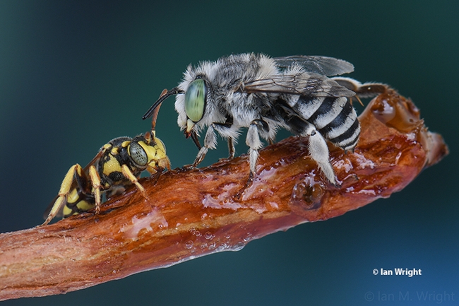 In this award-winning image,  a cuckoo bee, Nomada sp.(left), and an Anthophora bee share honey on a twig. The work of Ian Wright, it was selected as a September  (inset) image in the ESA's World of Insects calendar. (Copyrighted Photo by Ian Wright)