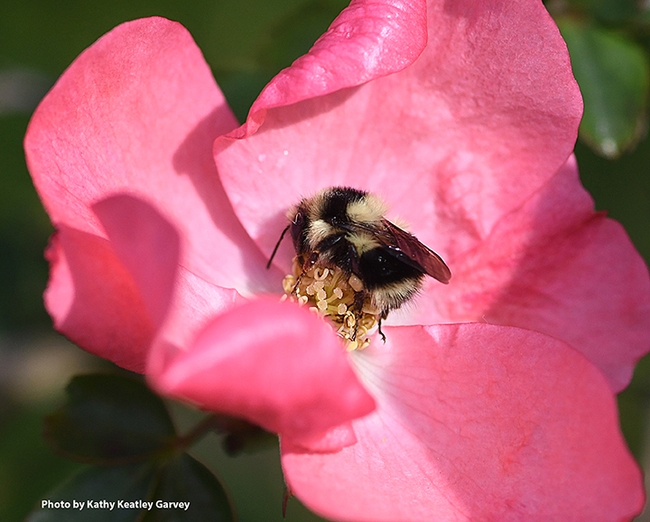 This image of a black-tailed bumble bee, Bombus melanopygus, was taken in Benicia on Jan. 25, 2020. (Photo by Kathy Keatley Garvey)