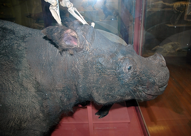 This rhino specimen at the Harvard Museum of Comparative Zoology drew an emotional response from entomologist Fran Keller. 