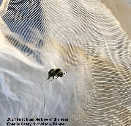 UC Davis postdoctoral researcher Charlie Casey Nicholson won the inaugural contest by photographing this bee Jan. 14, 2021 in the UC Davis Arboretum and Public Garden.