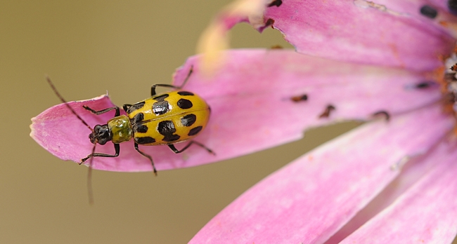 Spotted cucumber beetle senses danger and is about to fly. (Photo by Kathy Keatley Garvey)