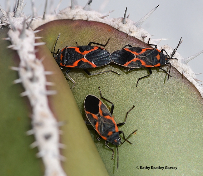 Two's company, three's a crowd? Milkweed bugs on a cactus on Jan. 2, 2022 in Vacaville, Calif. (Photo by Kathy Keatley Garvey)