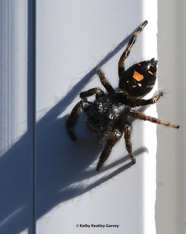 The jumping spider shows its colors. It's probably a Phidippus audax: the species is black with a distinct irregular orange to white spot on the back of its abdomen. (Photo by Kathy Keatley Garvey)