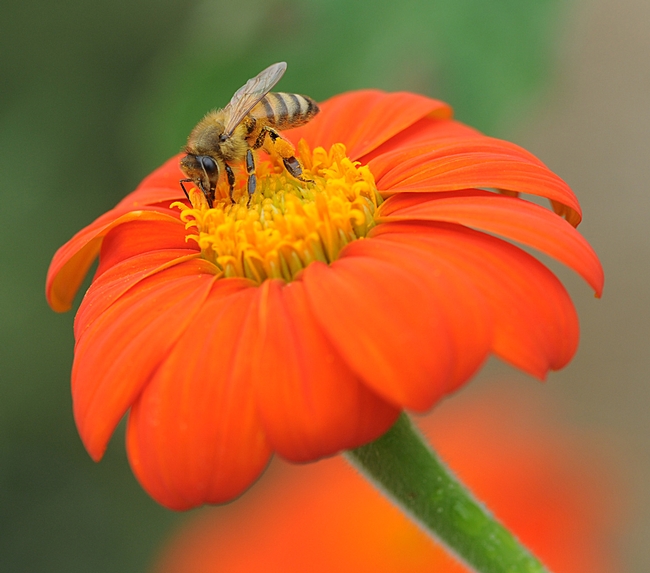 Honey bee foraging on a Mexican sunflower. (Photo by Kathy Keatley Garvey)