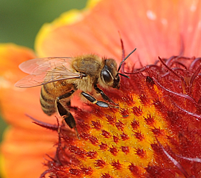 Close-up of honey bee on Gaillardia. (Photo by Kathy Keatley Garvey)