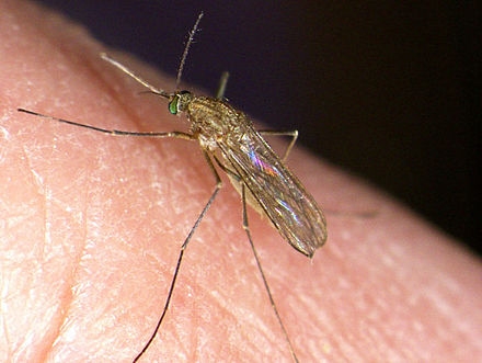 Culex pipiens, the Northern house mosquito, feeding on a human host. (Wikipedia photo)