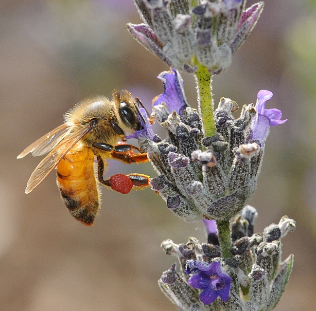 Honey bee, packing red pollen from a nearby rock purslane, nectaring lavender. (Photo by Kathy Keatley Garvey)
