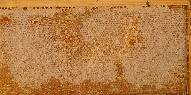 Close-up of frame of honey from the Laidlaw facility. (Photo by Kathy Keatley Garvey)