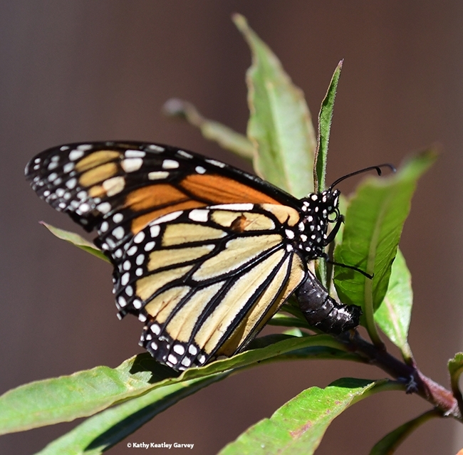 A monarch butterfly ovipositing. (Photo by Kathy Keatley Garvey)