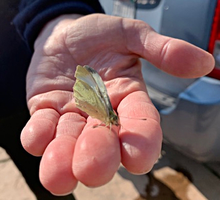 Asher Schneider found this cabbage white butterfly in Davis on Jan. 23.