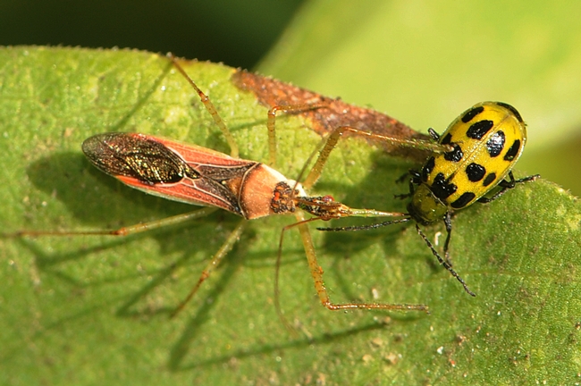 Predator and the prey: Assassin bug (left) corners a pest, a spotted cucumber beetle. (Photo by Kathy Keatley Garvey)