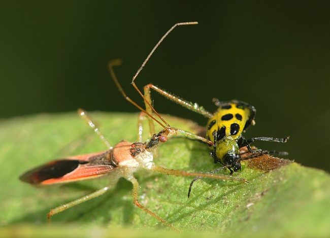 Assassin bug stabs the spotted cucumber beetle. (Photo by Kathy Keatley Garvey)