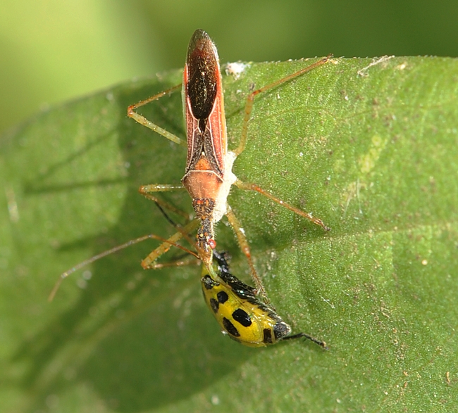 Assassin bug dining on spotted cucumber beetle.  (Photo by Kathy Keatley Garvey)