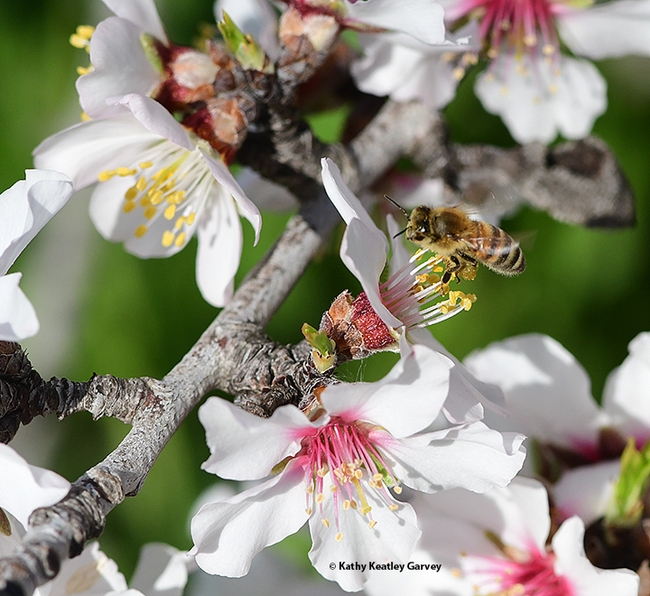 Apis mellifera, we have lift-off! Time to head for another almond blossom. (Photo by Kathy Keatley Garvey)