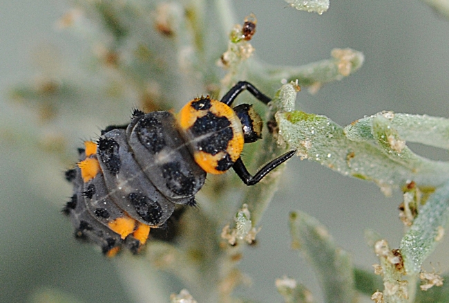 This is an immature ladybug (aka lady beetle). (Photo by Kathy Keatley Garvey)
