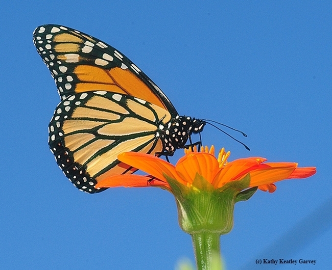 Monarch nectaring on Mexican sunflower, Tithonia rotundifola, in Vacaville, Calif. (Photo by Kathy Keatley Garvey)