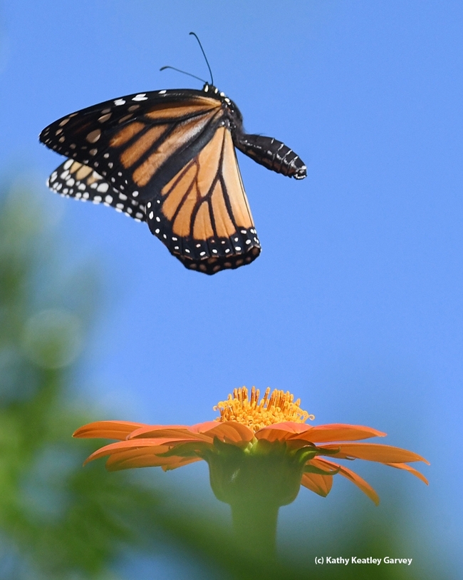 Native bees startled this monarch as it was nectaring on Tithonia in Vacaville, Calif. (Photo by Kathy Keatley Garvey)