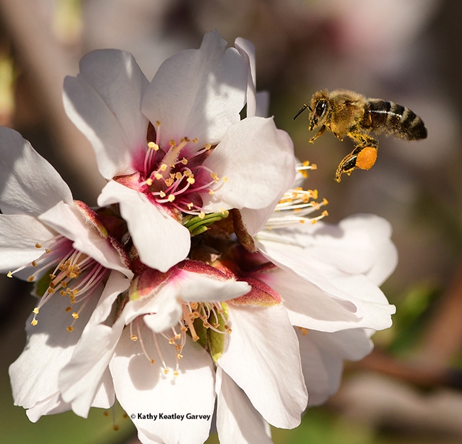 A honey bee, packing a load of orange pollen, heads for another almond blossom on Feb. 7, 2022 in Vacaville, Calif. Honey Bees are an integral part of the UC Davis Biodiversity Museum Day. (Photo by Kathy Keatley Garvey)