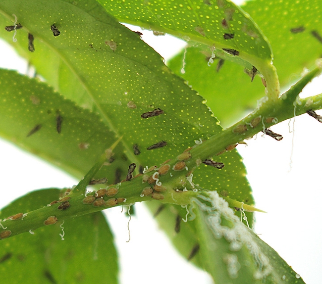 Asian citrus psyllid nymphs and adults on stem and leaves of a citrus. (USDA-ARS Photo)