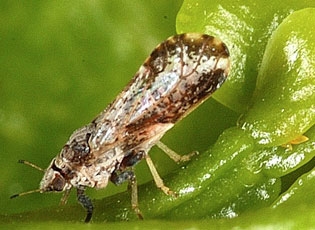 An adult Asian ctrus psyllid, about 2 to 3 millimeters long, on a young citrus leaf. (Photo by David Hall of USDA-ARS)