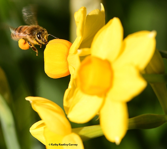 A pollen-packing honey bee heads a patch of daffodils on the UC Davis campus. (Photo by Kathy Keatley Garvey)