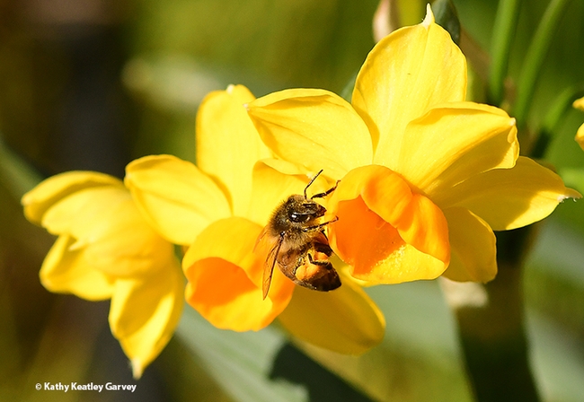 A honey bee adjusts her load of pollen. (Photo by Kathy Keatley Garvey)