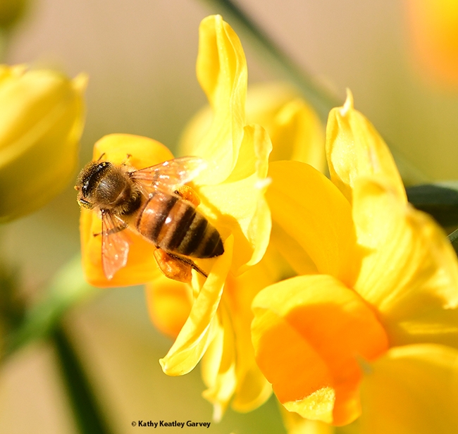A golden honey bee with a load of golden pollen from golden daffodils. (Photo by Kathy Keatley Garvey)