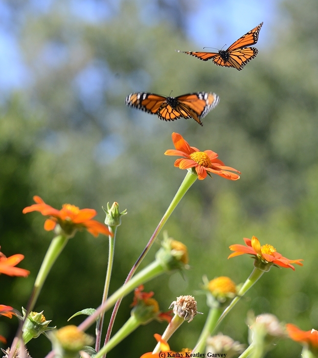 Fourth in a series of photos taken in 2016: The two monarchs take flight. (Photo by Kathy Keatley Garvey)