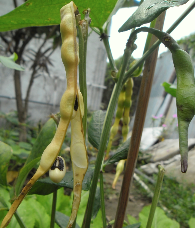 The cowpea (Vigna unguiculata) is one of the oldest plants to be farmed. This is a black-eyed pea, a cowpea cultivar. (Wikipedia photo)