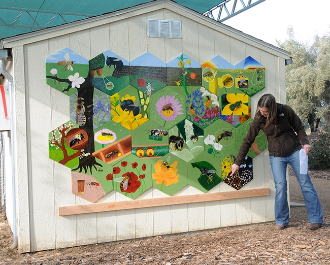 In 2011, then UC doctoral student Sarah Dalrymple (shown) coordinated the bee mural in the UC Davis Bee Haven. It mostly features native bees. (Photo by Kathy Keatley Garvey)