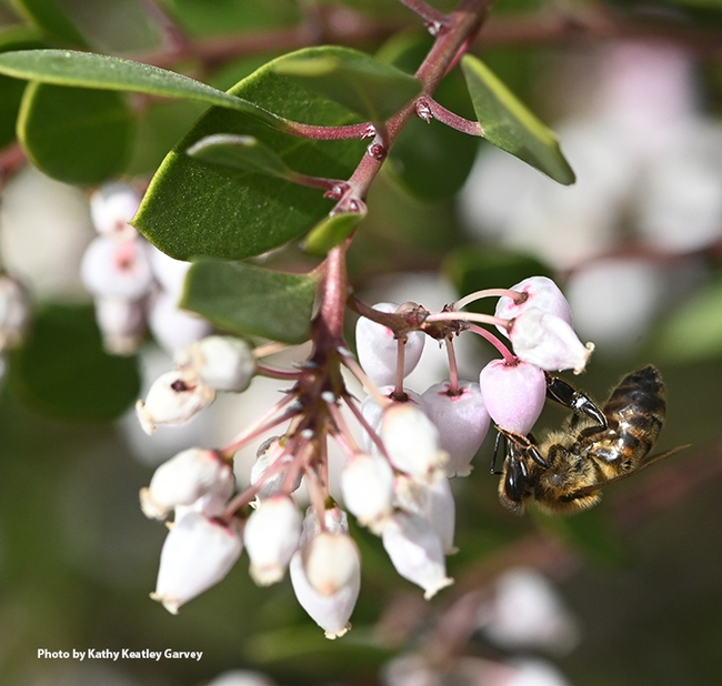 A honey bee forages on a manzanita 