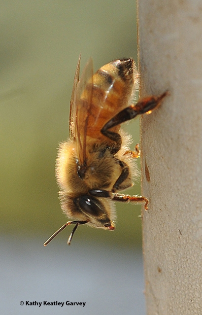 Honey bees pollinate many of the trees planted in the Arboretum's Texas Tree Trials. (Photo by Kathy Keatley Garvey)