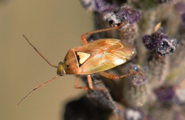 Lygus bug (Lygus hesperus) is a major agricultural pest. (Photo by Kathy Keatley Garvey)