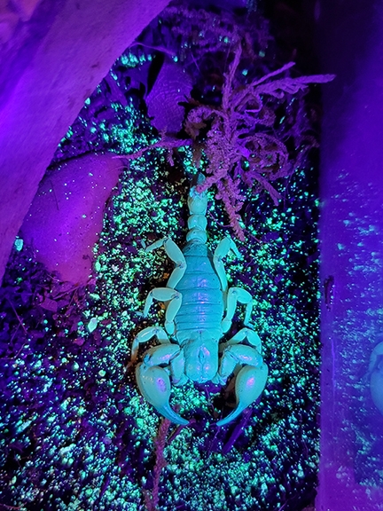 Annie, the scorpion, under ultraviolet light. She is a Anuroctonus pococki. (Photo by Emma Jochim)