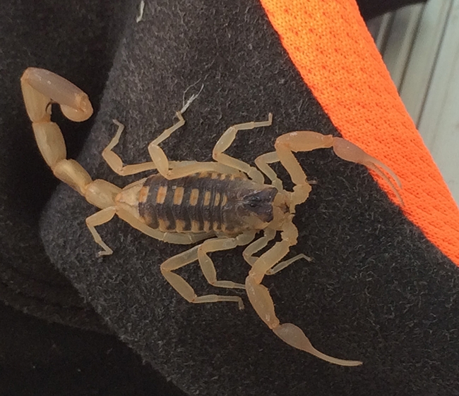 Doctoral candidate Lacie Newton collected this scorpion, Centruroides vittatus, at the Big Bend National Park in Texas. (Photo by Lacie Newton)