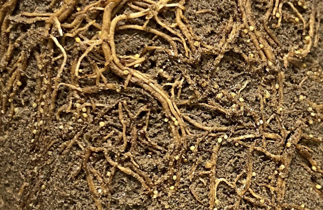 Nematodes use tricks to modulate plant development, says Professor Melissa Mitchum of the University of Georgia's Department of Pathology. She will present a virtual seminar March 9 to the UC Davis Department of Entomology and Nematology. (Photo courtesy of Melissa Mitchum)
