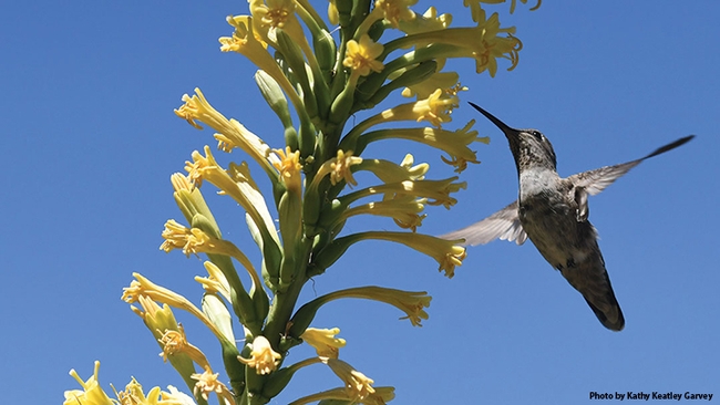 A hummingbird seeking nectar. (Photo by Kathy Keatley Garvey)