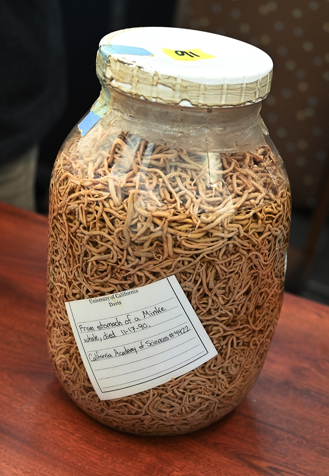 Nematodes from the stomach of a Minke whale that died in November 1990. Collected by the California Academy of Sciences