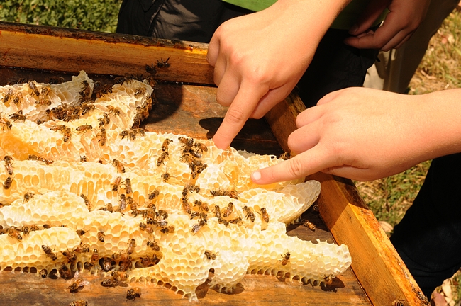 Fingers dipping in a honeycomb at the Harry H. Laidlaw Jr. Honey Bee Research Facility at UC Davis. (Photo by Kathy Keatley Garvey).
