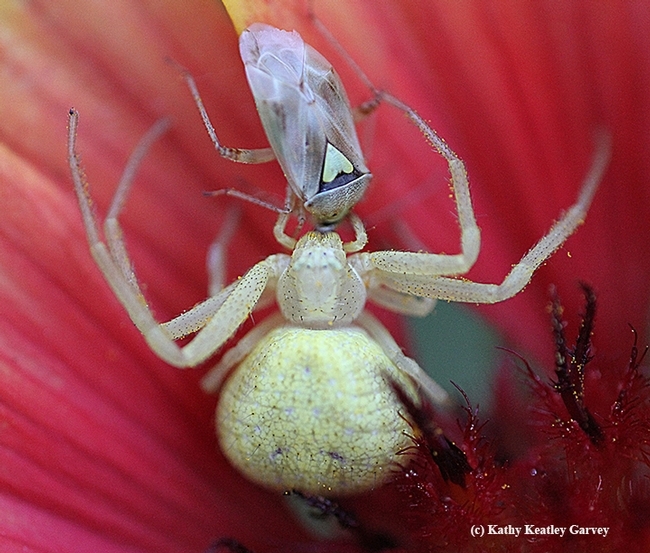 Lunch time! A crab spider feasts on a pest, a lygus bug. (Photo by Kathy Keatley Garvey)