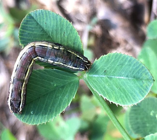 The clover or shamrock symbolizes St. Patrick's Day, but this herbivore just considers it lunch. This image of  a yellow-striped armyworm  moth, Spodoptera ornithogalli, was taken in Louisiana. (Photo courtesy of Marc Johnson, University of Toronto)