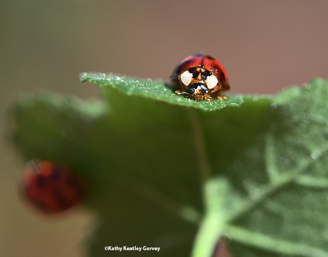 Lady beetle, you are not alone. (Photo by Kathy Keatley Garvey)